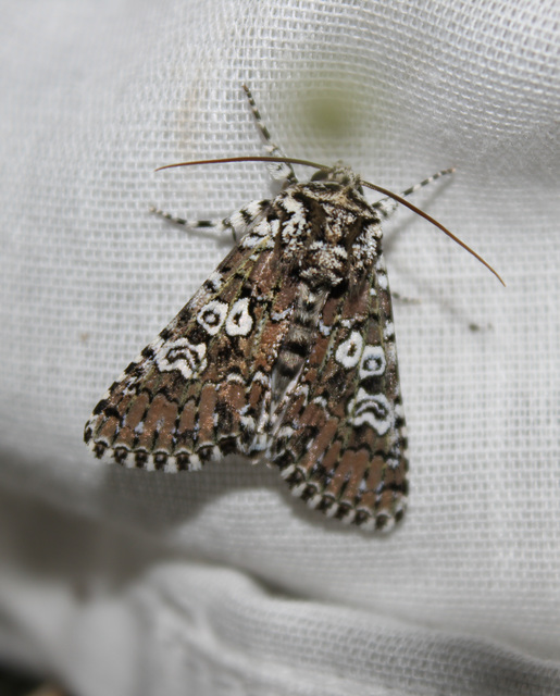 Lamprosticta culta - hármasfoltú bagoly
