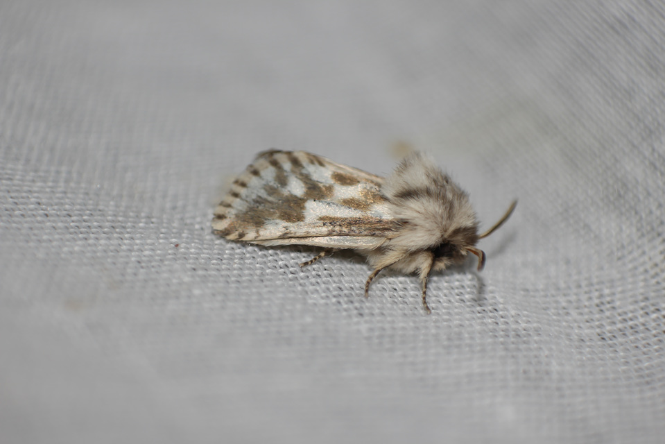 Dyspessa ulula - fokhagymalepke