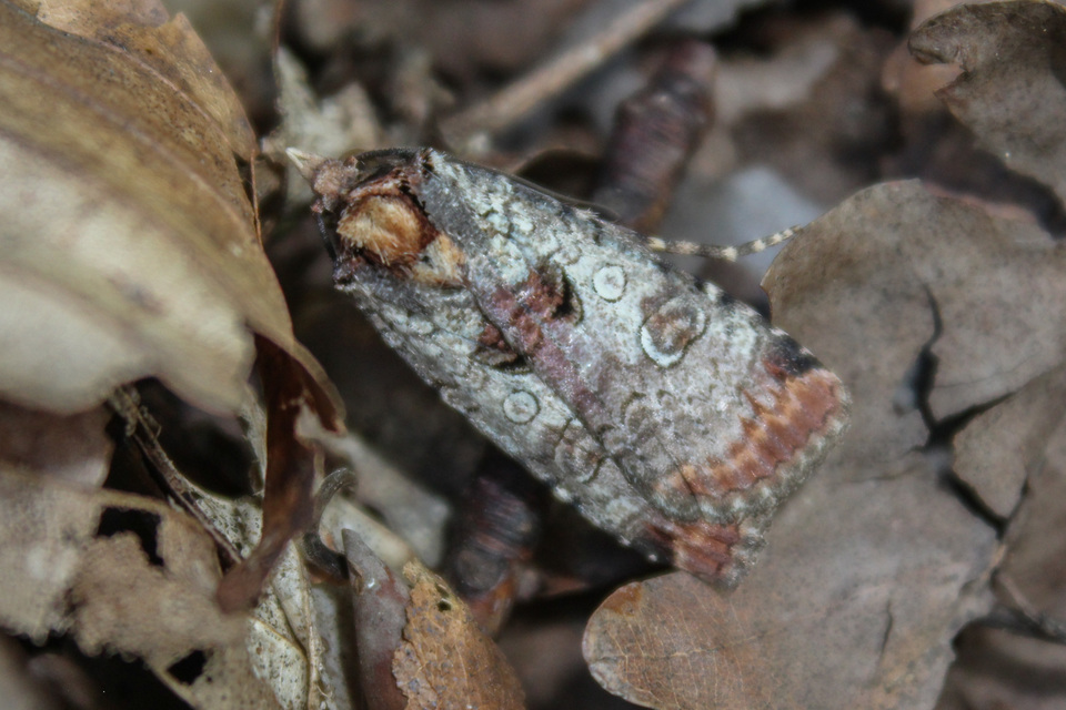 Epilecta linogrisea - karcsú sárgafűbagoly