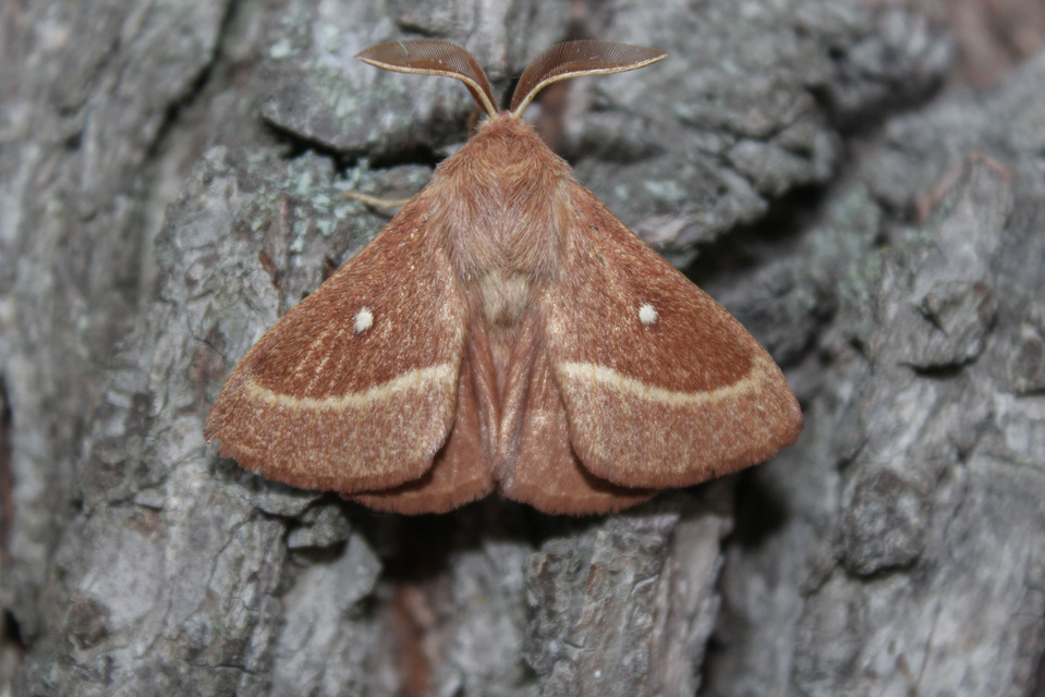 Lasiocampa trifolii - lóhereszövő