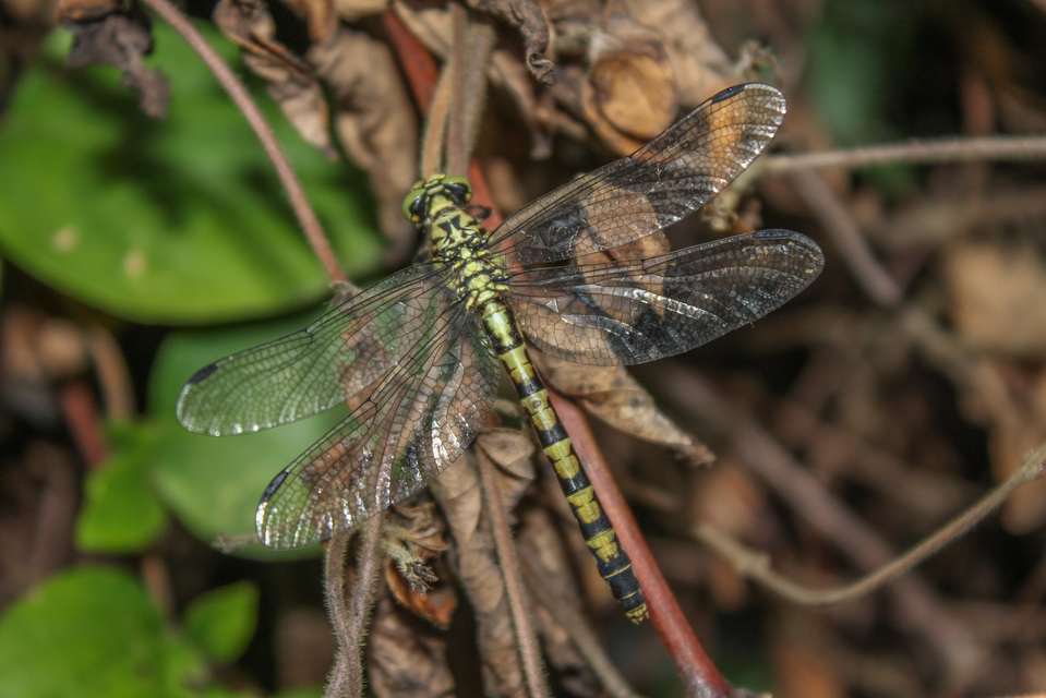 Onychogomphus forcipatus - gyűrűs folyami-szitakötő