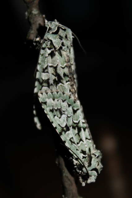 Griposia aprilina - őszi zöldbagoly