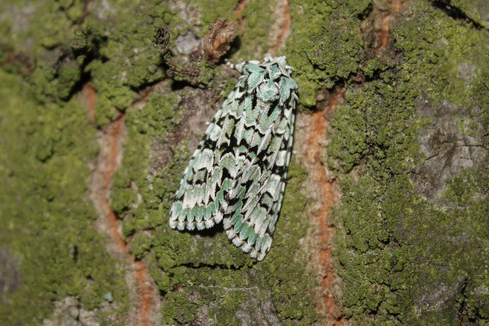 Griposia aprilina - őszi zöldbagoly