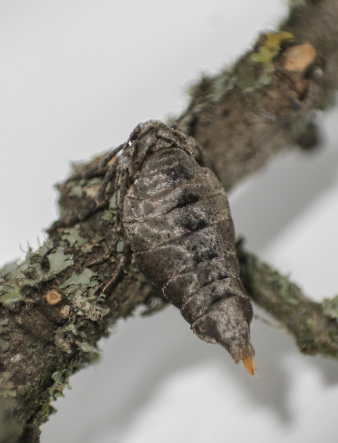 Agriopis bajaria - kökény-téliaraszoló