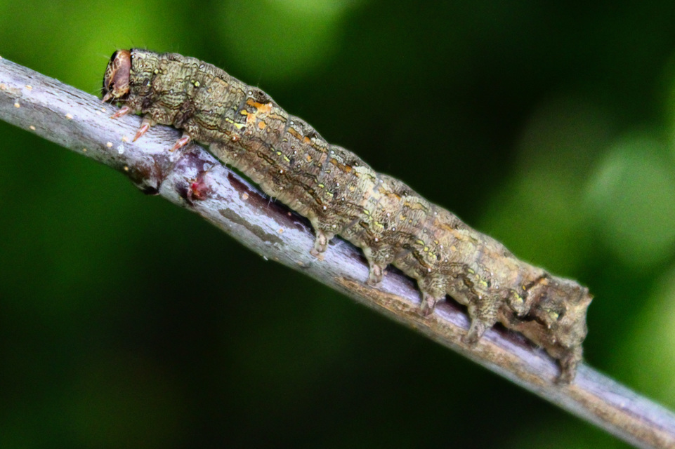 Allophyes oxyacanthae - galagonyabagoly