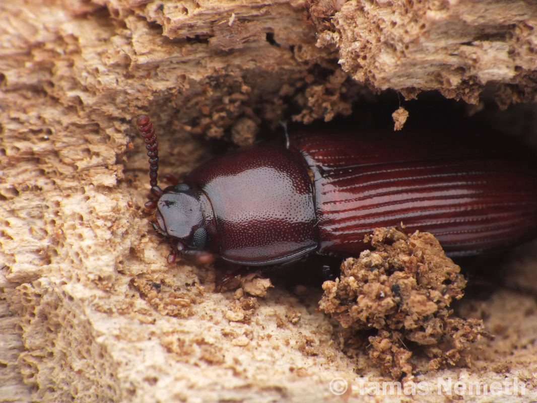 Uloma rufa