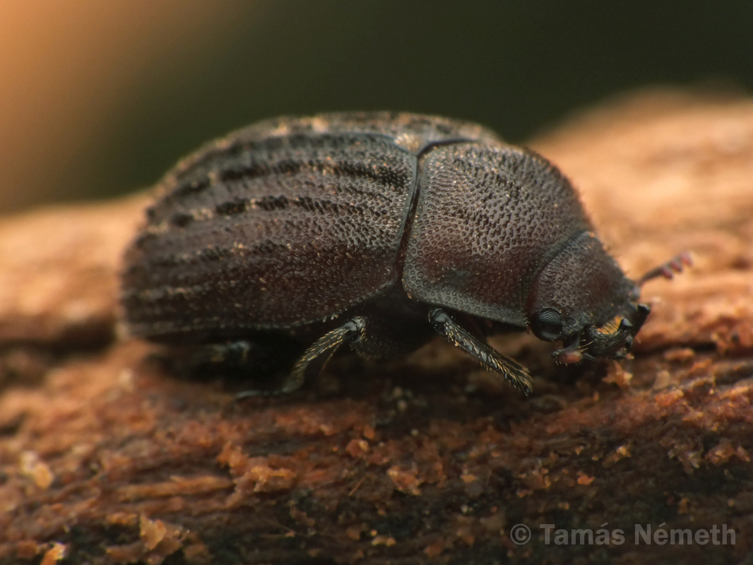 Aesalus scarabaeoides - szőrös szarvasbogár