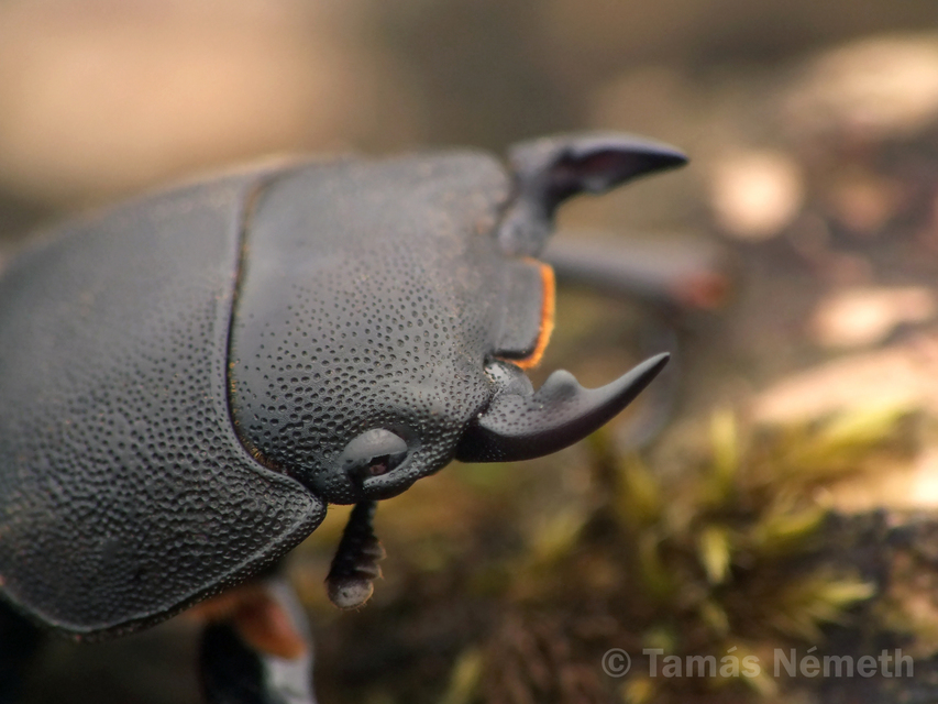 Dorcus parallelipipedus - kis szarvasbogár