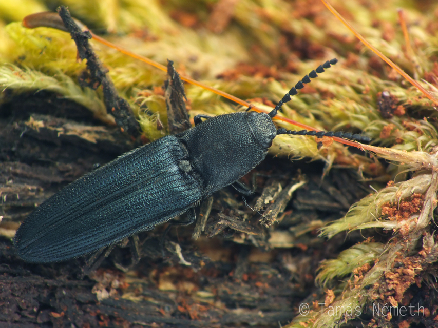 Limoniscus violaceus - kék pattanó