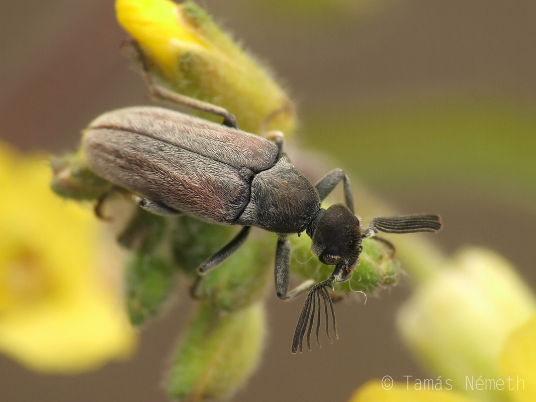 Ptilophorus dufouri - szürke darázsbogár