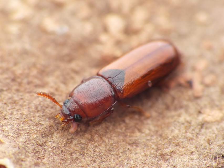 Corticeus fraxini