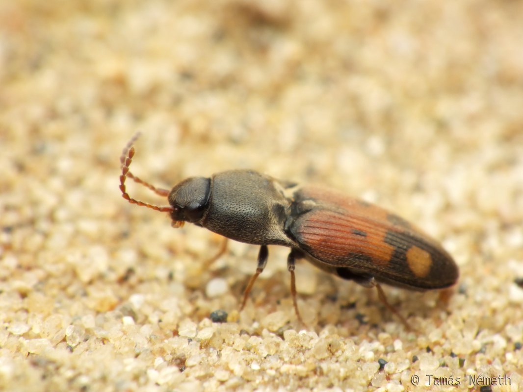 Drasterius bimaculatus - változékony pattanó