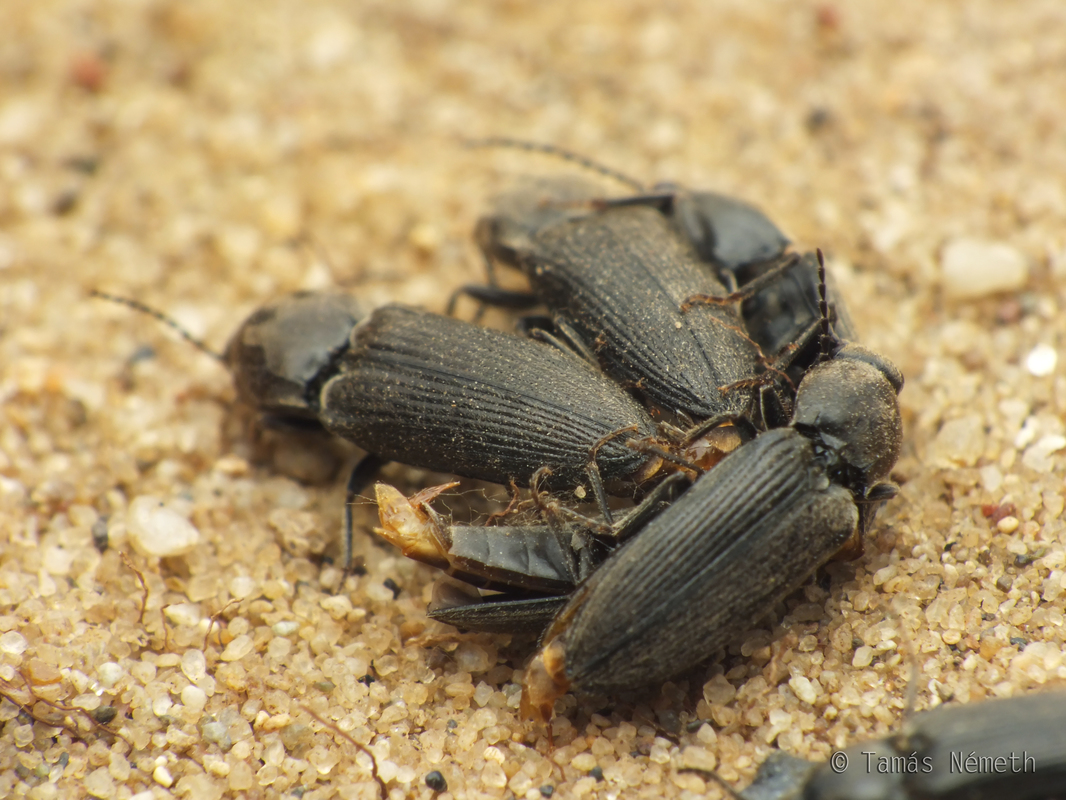 Dicronychus equisetioides - ólmos szívespattanó