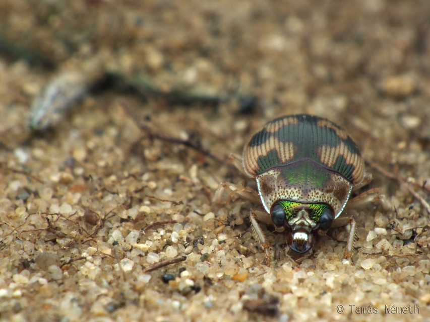 Omophron limbatum - gömböcfutó