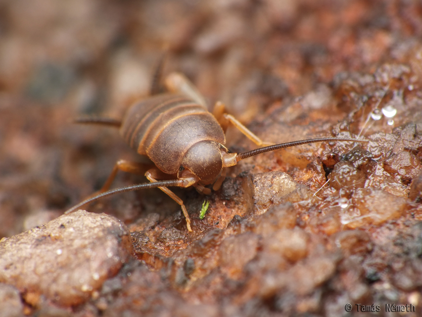 Myrmecophilus acervorum - közép-európai hangyásztücsök