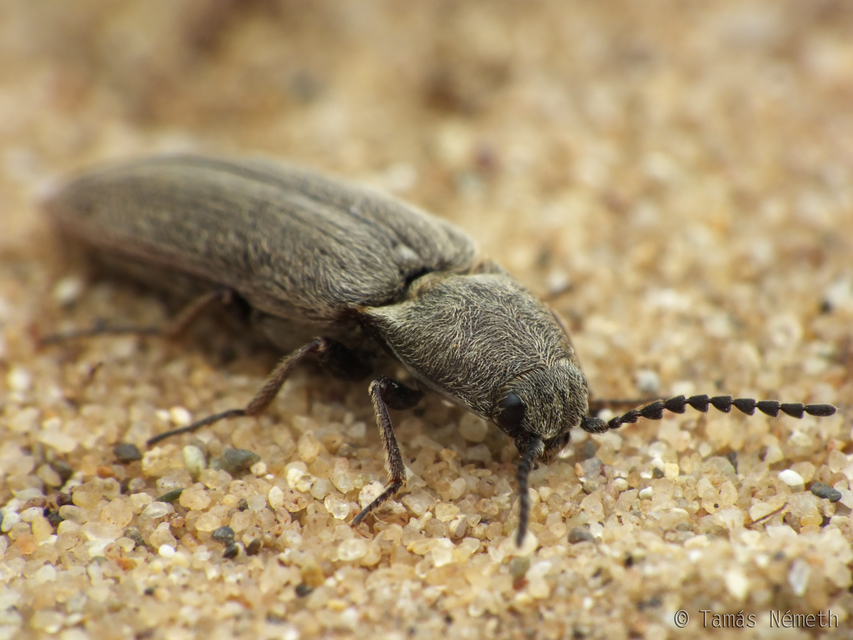 Cidnopus ruzenae - fémfekete pattanó