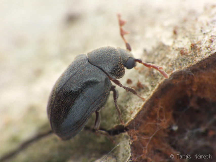 Dorcatoma dresdensis