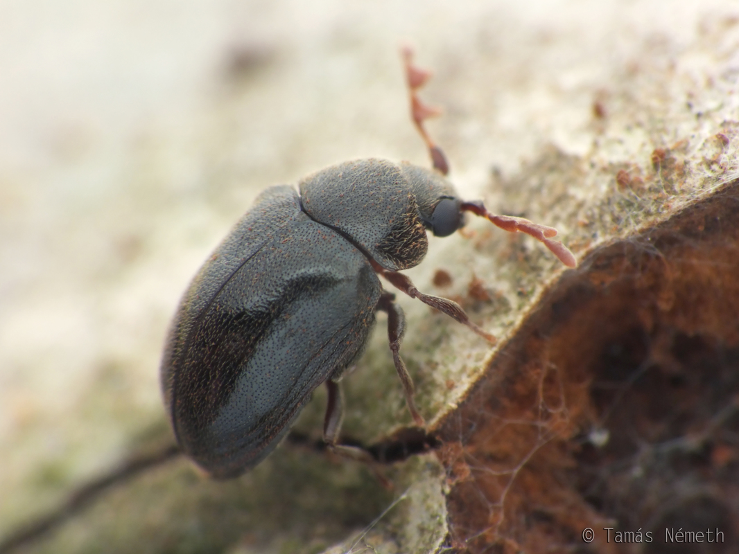 Dorcatoma dresdensis
