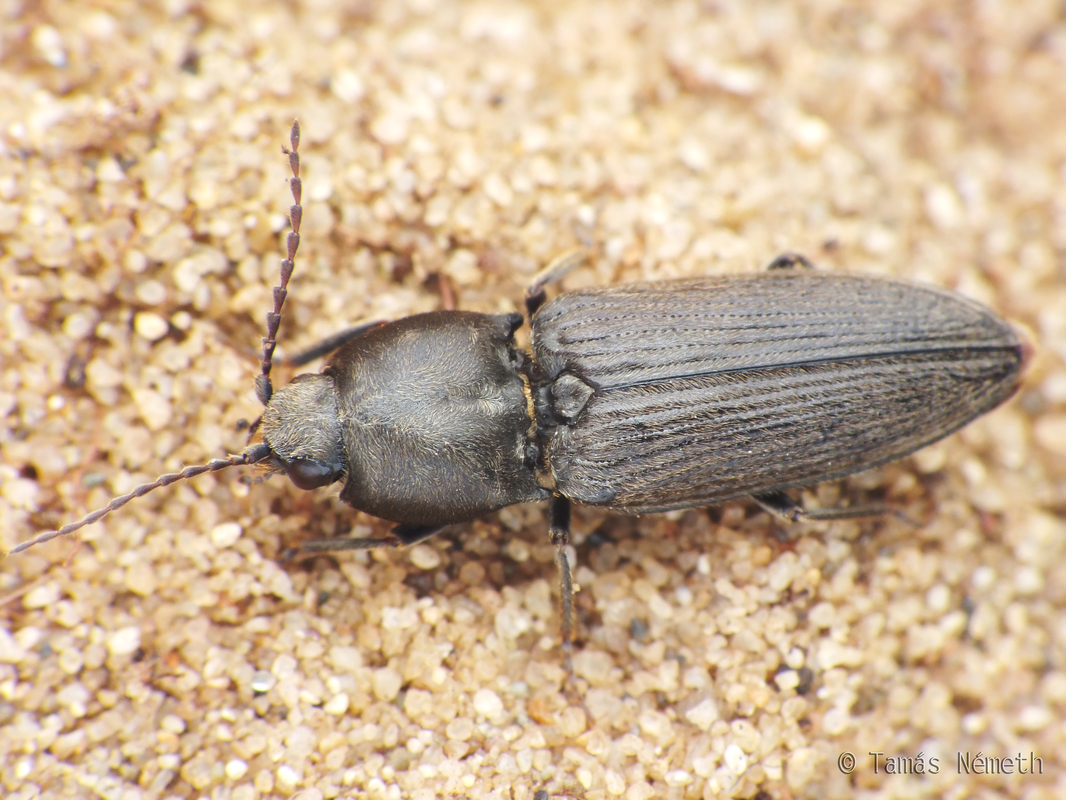 Cardiophorus asellus - homoki szívespattanó