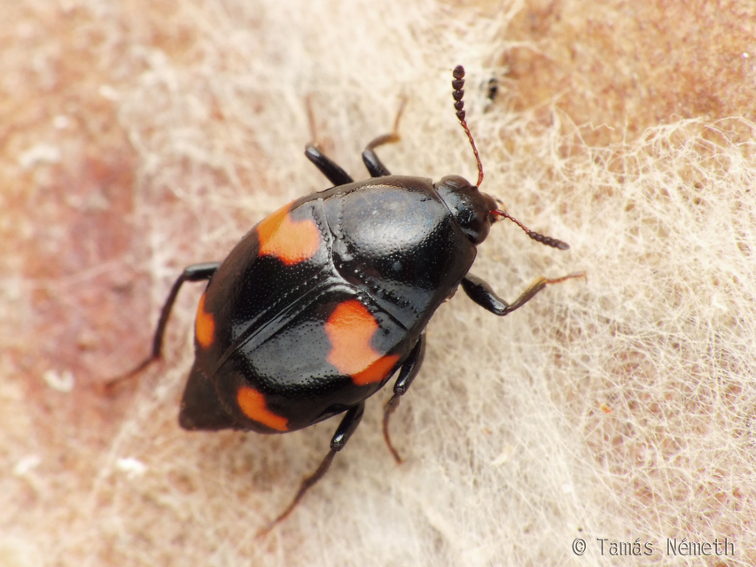 Scaphidium quadrimaculatum - négyfoltos sajkabogár