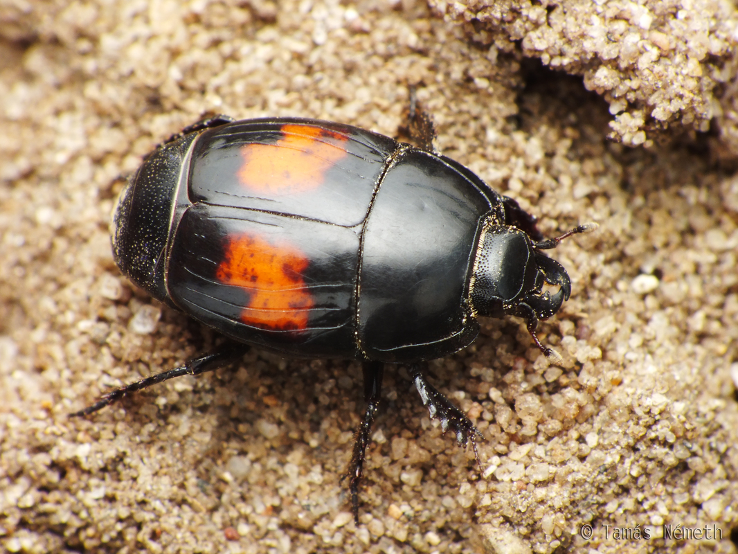Margarinotus bipustulatus - vörösfoltos sutabogár
