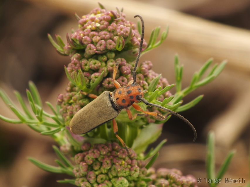 Phytoecia argus - árgusszemű cincér