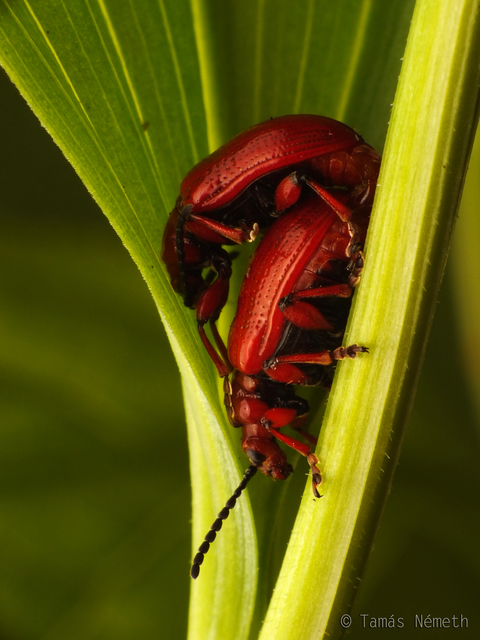 Lilioceris merdigera - hagymabogár Lilioceris merdigera - hagymabogár
