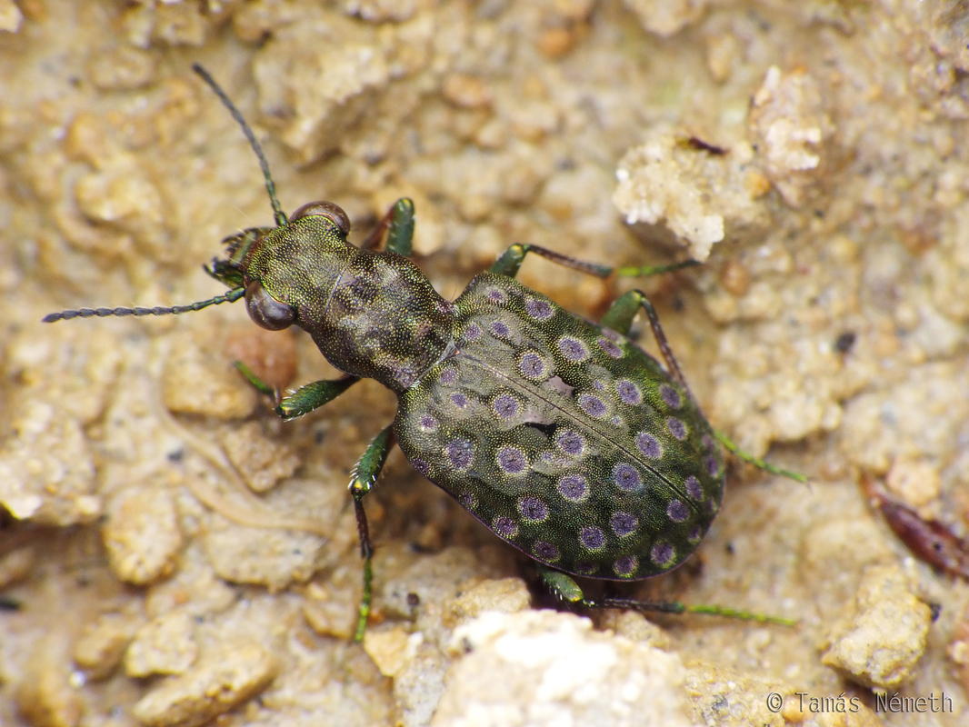 Elaphrus riparius - közönséges iszapfutó