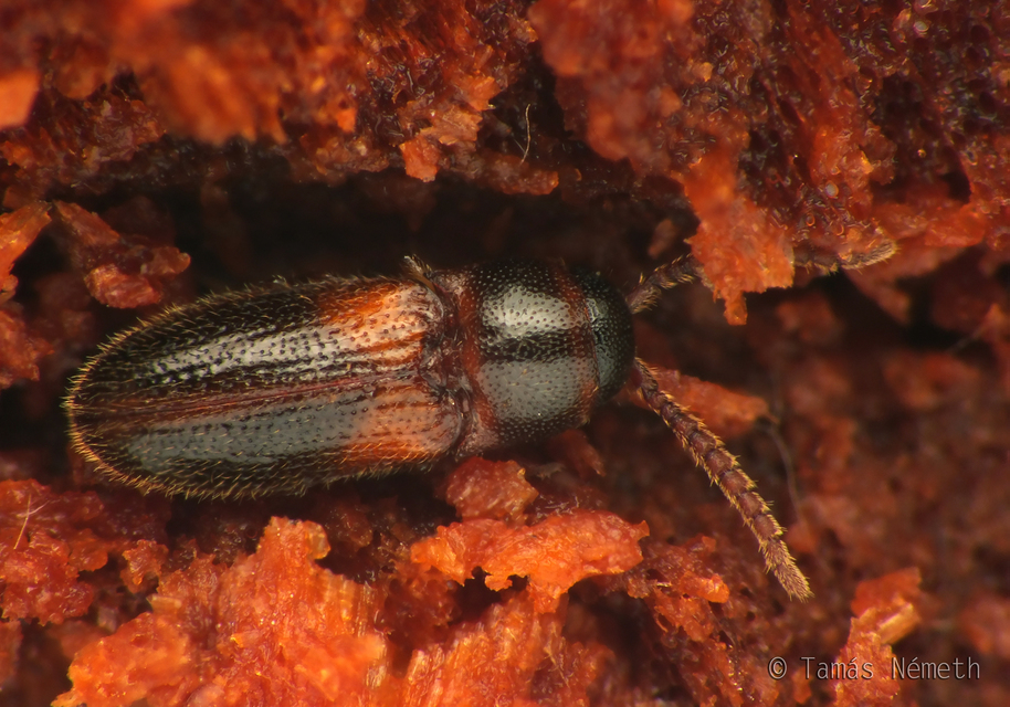 Xylophilus testaceus - hengeres tövisnyakúbogár