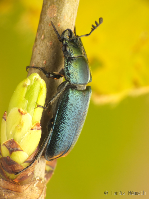 Platycerus caraboides - kis fémesszarvasbogár