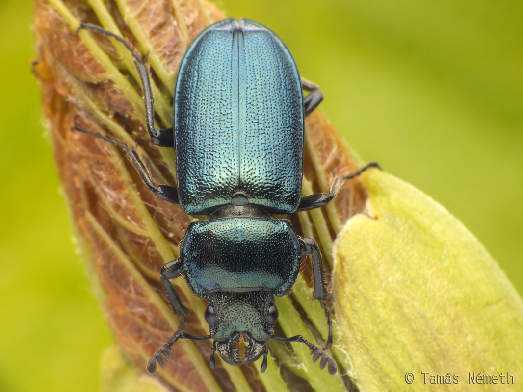 Platycerus caraboides - kis fémesszarvasbogár