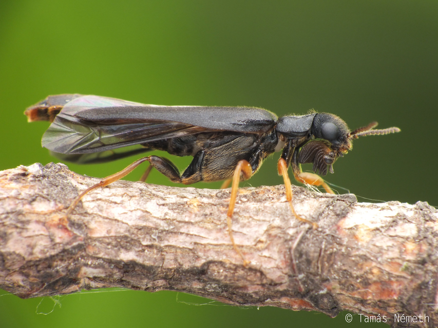 Hylecoetus dermestoides - penésztenyésztő fabogár
