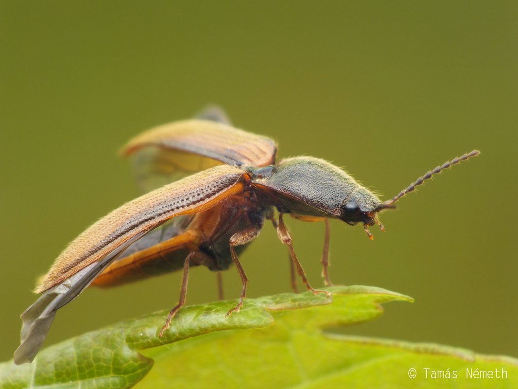 Athous vittatus - vörössávos pattanó