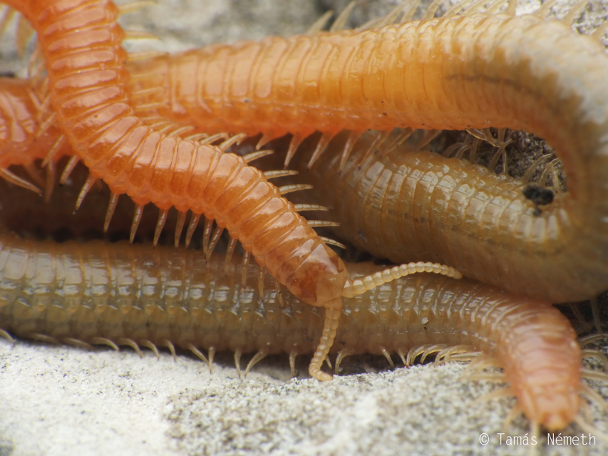 Himantarium gabrielis