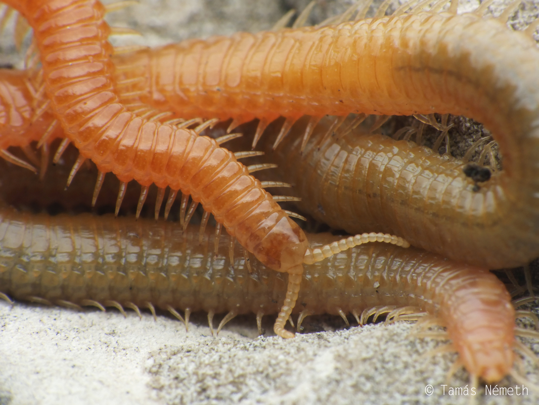 Himantarium gabrielis