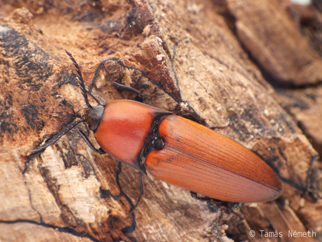 Elater ferrugineus - fűzfapattanó