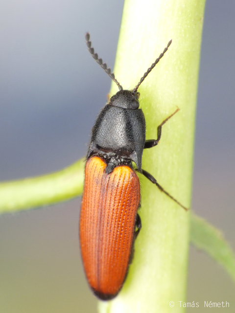 Ampedus glycereus - hosszúkás pattanó