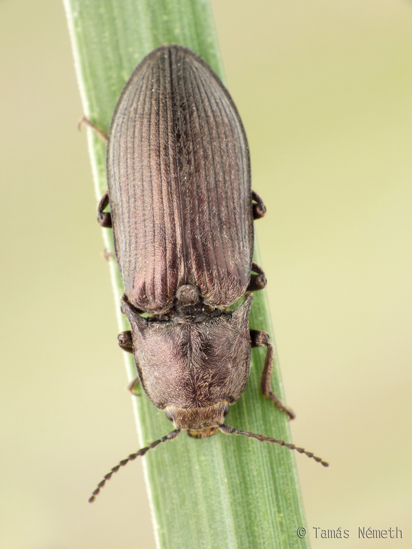 Selatosomus latus - széles pattanó