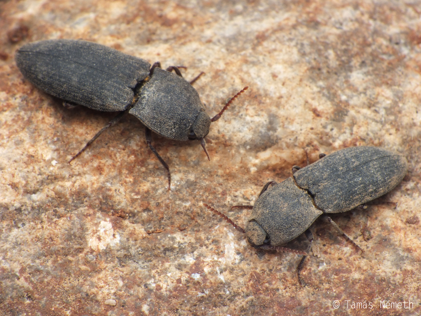 Agrypnus crenicollis