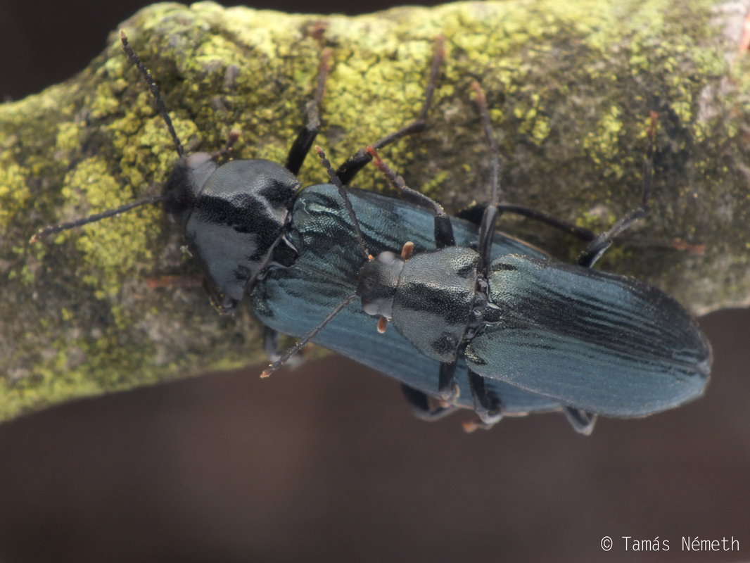 Melandrya caraboides - fémkék komorka