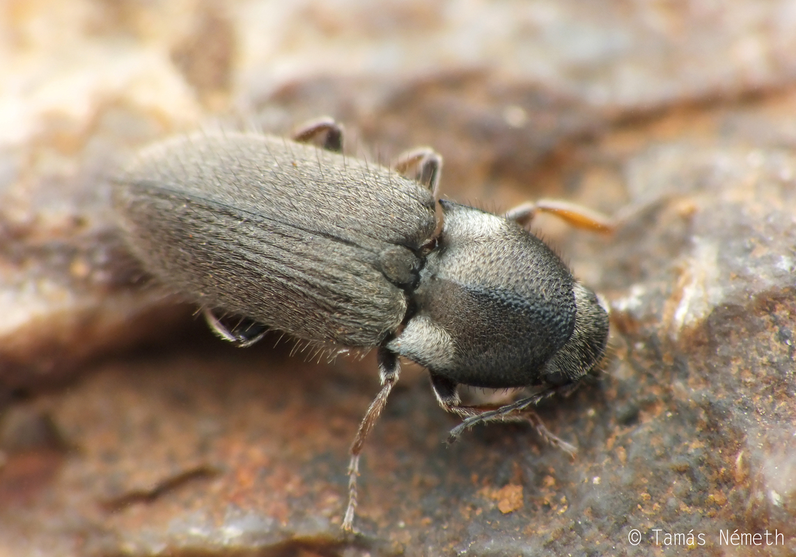 Zorochros alysidotus