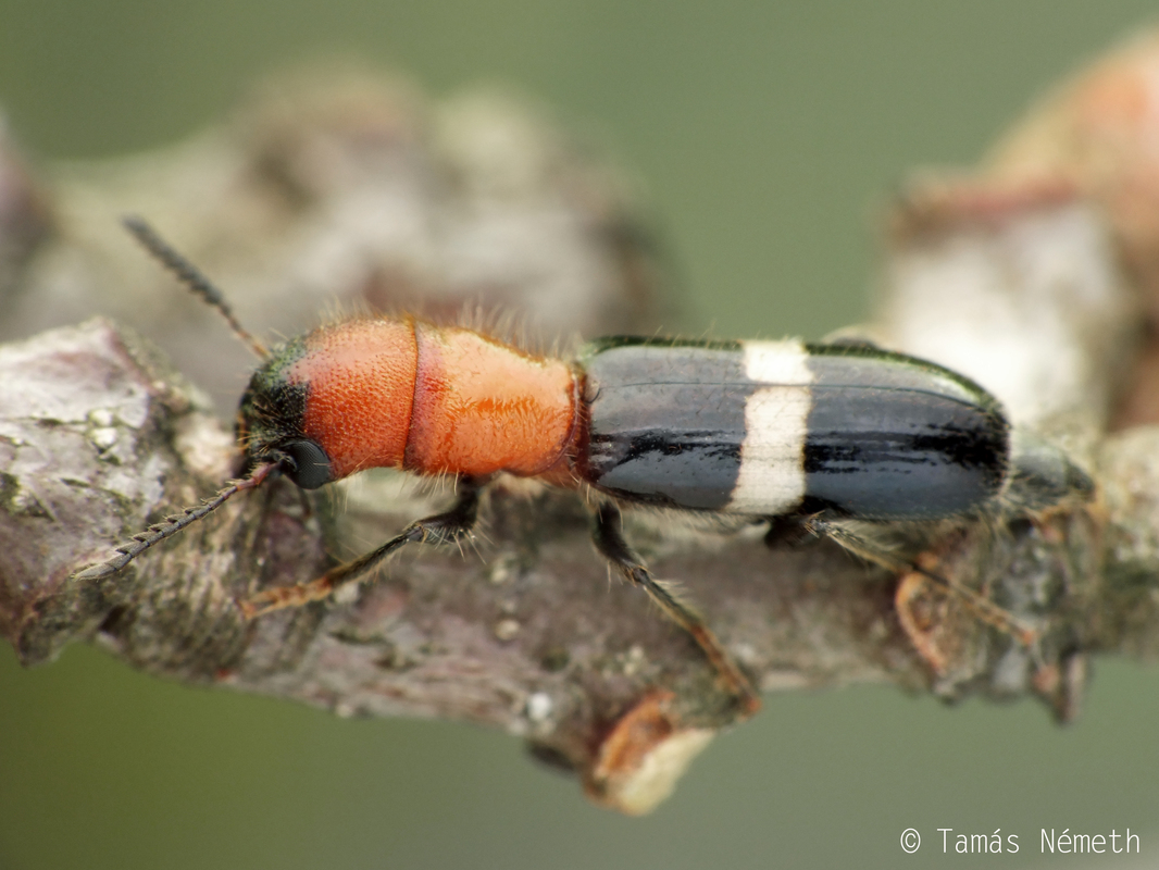 Denops albofasciatus - nagyfejű szúfarkas