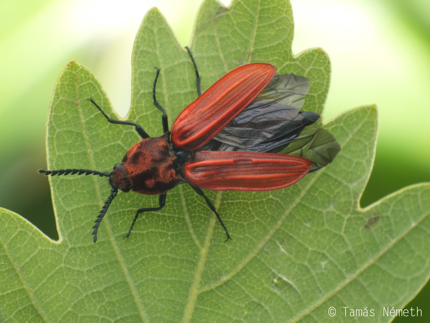 Anostirus purpureus - tűzvörös pattanó