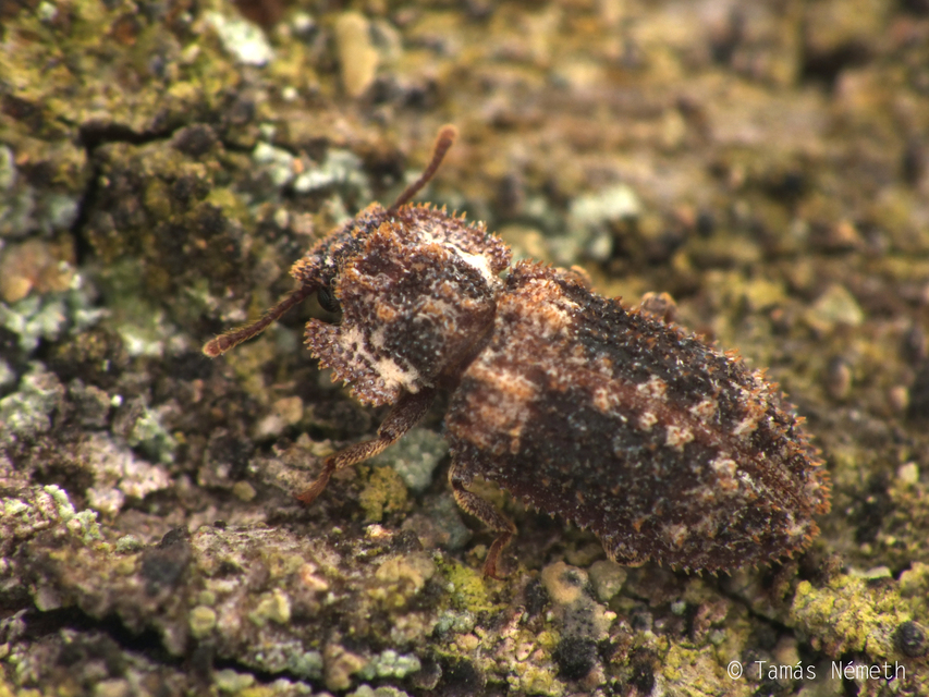 Endophloeus marcovichianus - fogasszélű héjbogár