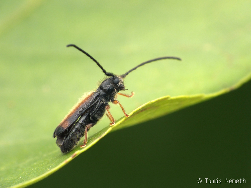 Tetrops starkii - feketeszélű aprócincér