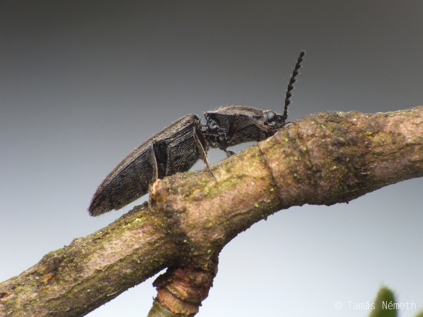 Limonius poneli