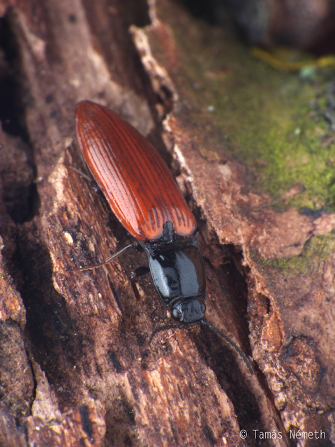 Hypoganus inunctus - téglavörös pattanó