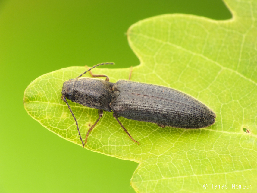 Athous haemorrhoidalis - szurkos pattanó