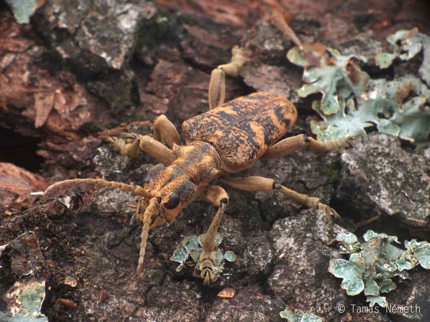 Rhagium sycophanta - tölgyes-tövisescincér