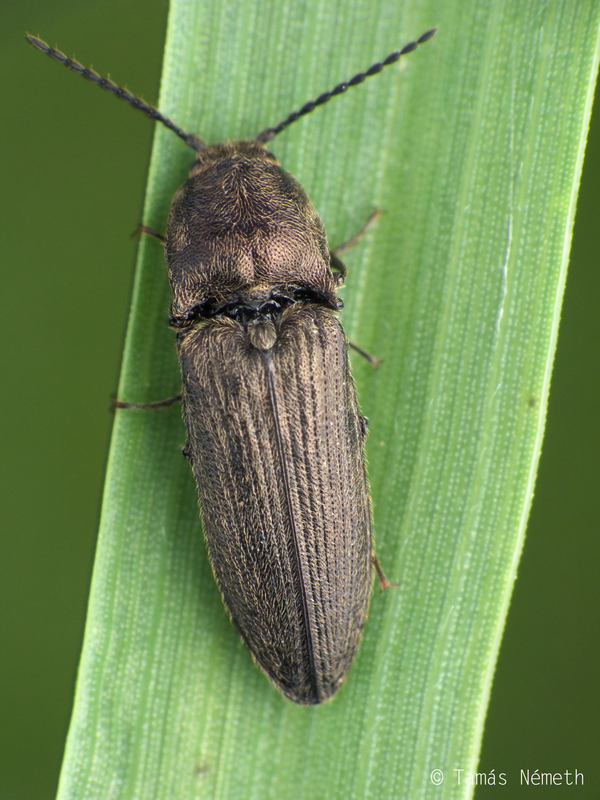 Cidnopus pilosus - szőrös pattanó